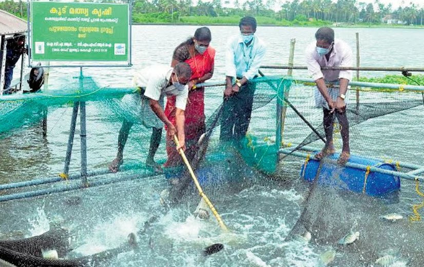 Matsyafed Narakkal Fish Farm, Ernakulam, Kerala - Vushii.com Matsyafed Narakkal Fish Farm, Ernakulam, Kerala - Vushii.com